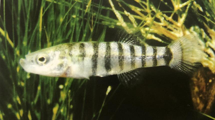 Dünyada sadece Burdur Gölü'nde yaşıyor! Tamamen yok olmak üzere