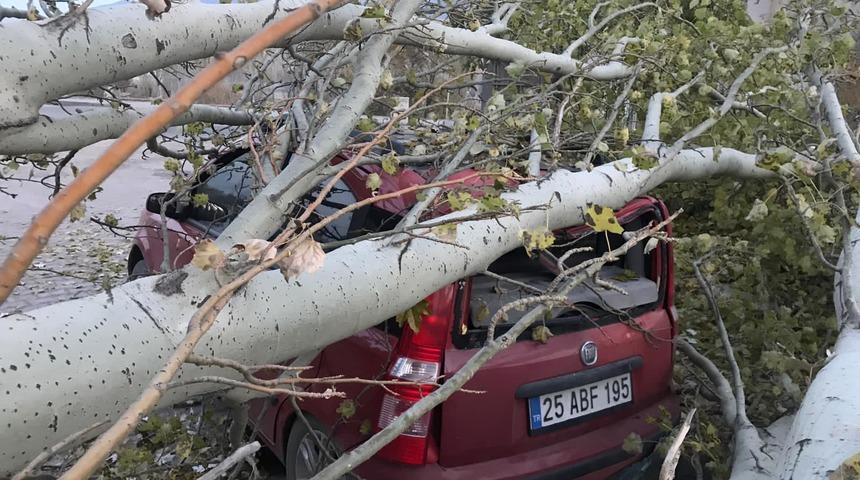 Kesilen ağaç, yoldan geçen otomobilin üzerine düştü