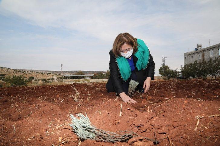 Göllüce’ye orman, Yalangoz’a lavanta bahçesi G4