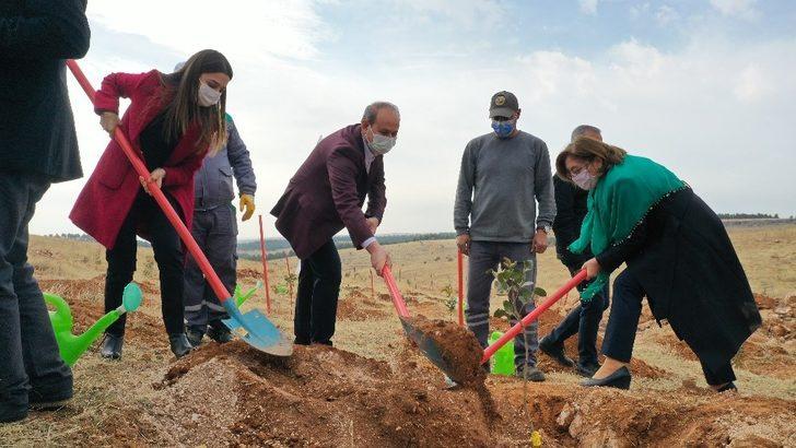 Gelir getirici 700 bin fidan Oğuzeli’nde toprakla buluştu G3