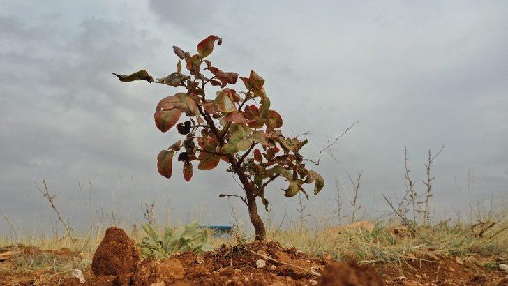 Gelir getirici 700 bin fidan Oğuzeli’nde toprakla buluştu G4