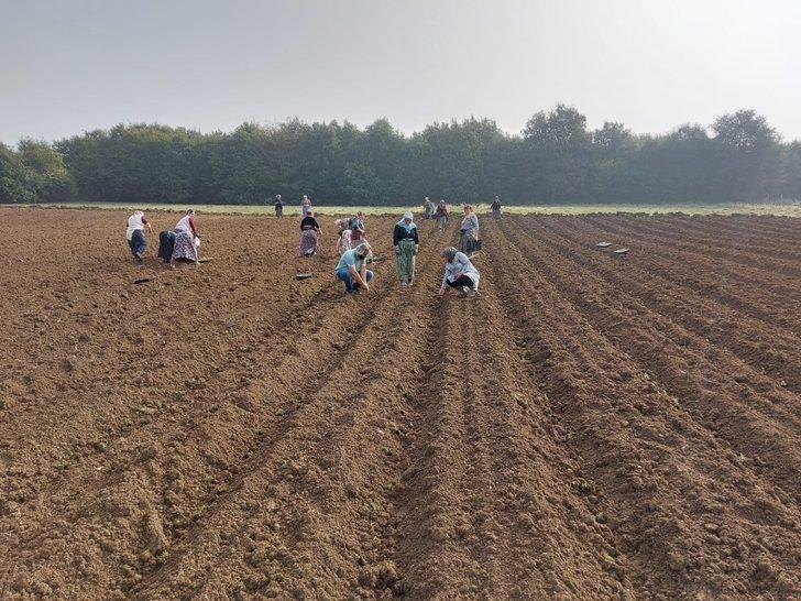 Biberiye fideleri toprakla buluşmaya devam ediyor G1