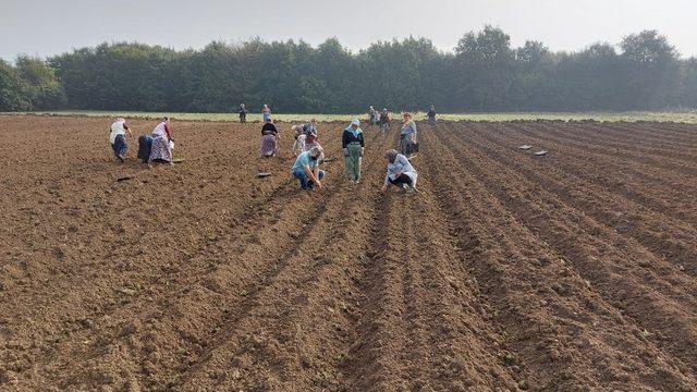 Biberiye fideleri toprakla buluşmaya devam ediyor