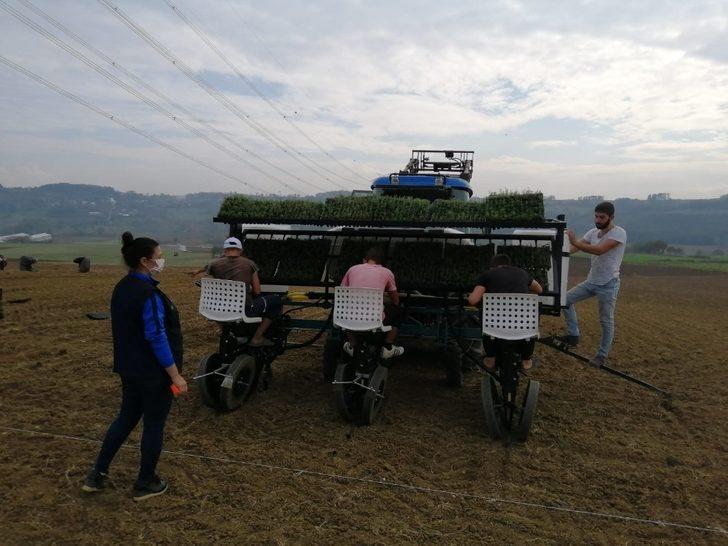Biberiye fideleri toprakla buluşmaya devam ediyor G2
