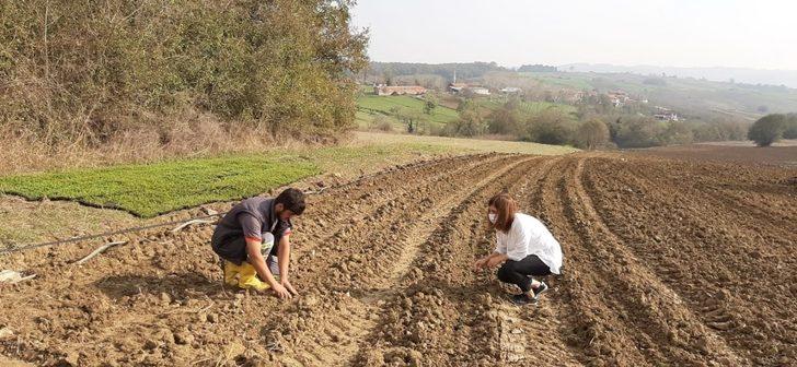 Biberiye fideleri toprakla buluşmaya devam ediyor G3
