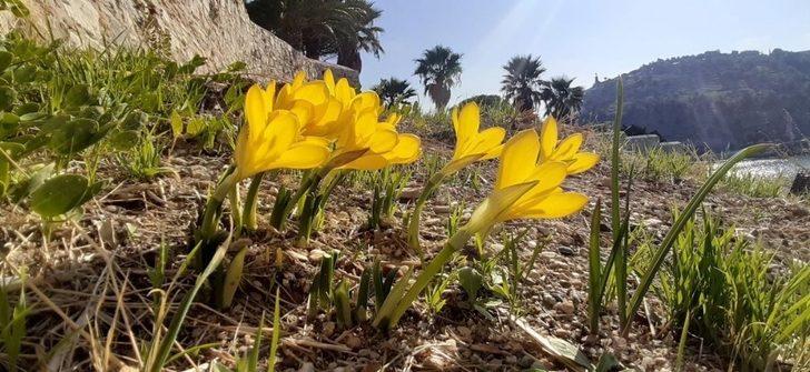 Tarihi Güvercinada’nın doğal çiçekleri açmaya başladı G1