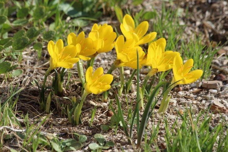 Tarihi Güvercinada’nın doğal çiçekleri açmaya başladı G3