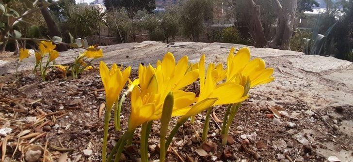 Tarihi Güvercinada’nın doğal çiçekleri açmaya başladı G4