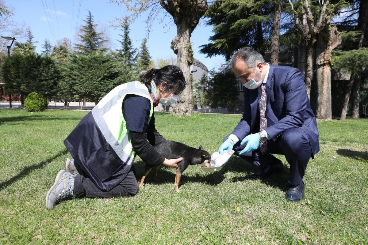 B&uuml;y&uuml;kşehir&rsquo;den can dostlarına modern yuva