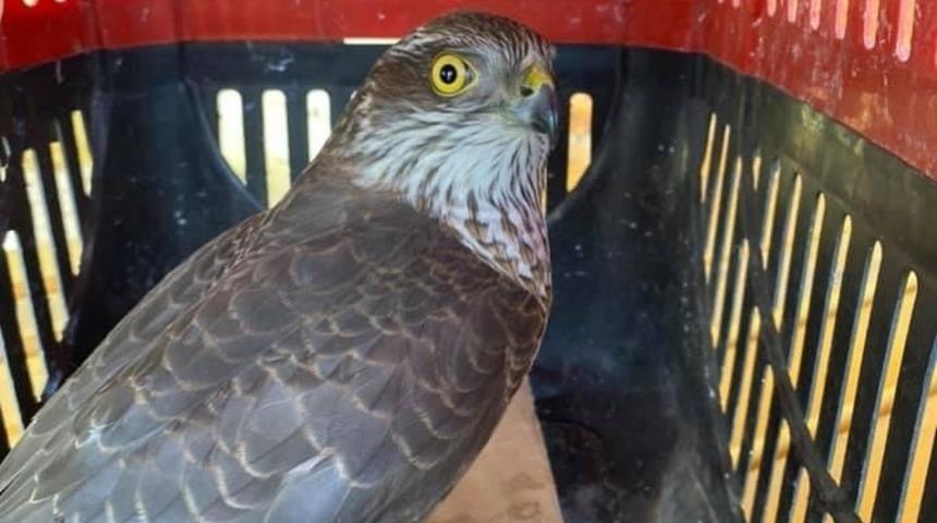 Yaralı Atmaca tedavi altına alındı