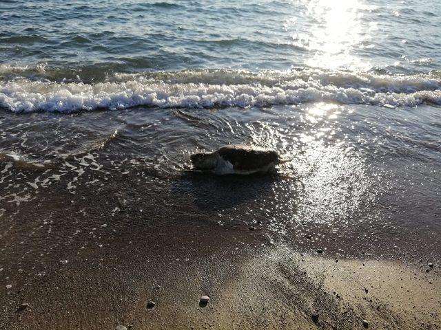 Fethiye’de ölü caretta caretta bulundu