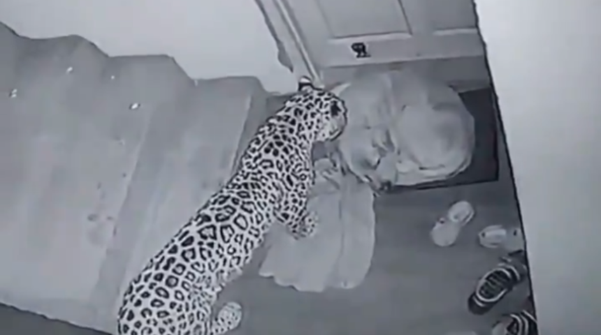 Sinsice bekledi... Leoparın &ccedil;aresiz k&ouml;peğe saldırdığı anlar kan dondurdu 