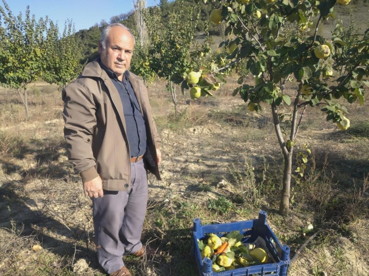 Buldan&rsquo;da ayva hasadı başladı