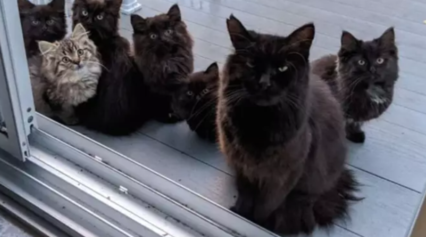 Şoke oldu! Sokak kedisi, yavrularını tanıştırmaya getirdi