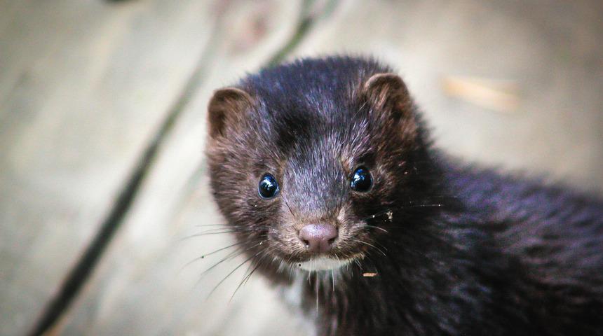 Kirpik için vahşet! Asla vizon kirpik almamanız için 4 neden