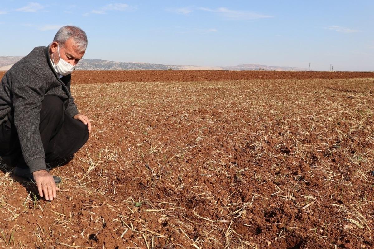 Araban ovasında makarnalık sert buğday ekimine başlandı