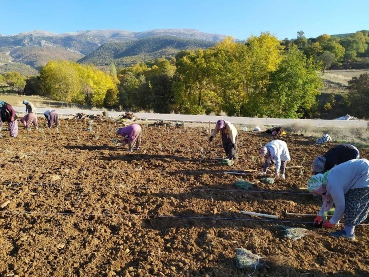 Emekli Astsubay il&ccedil;ede ilk defa lavanta &uuml;retimi yapacak