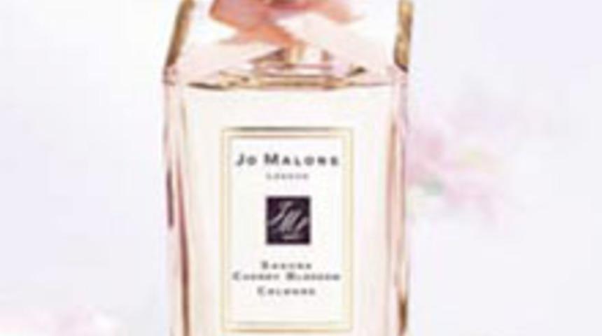 Sakura Cherry Blossom