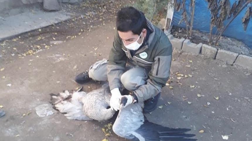 Yaralı Turna tedavi altına alındı