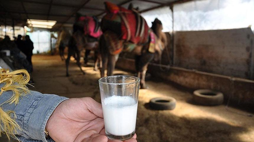Aydın'da üretiliyor! Deve sütünün litresi 100 lira