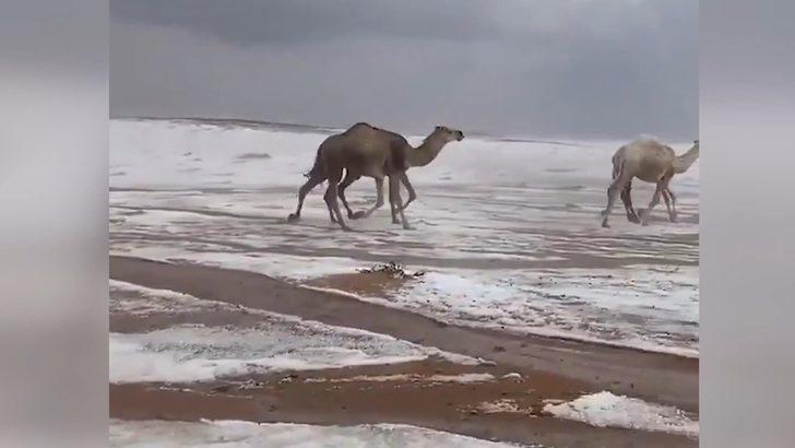 Karla kaplı çölde develerin yürüyüşü izlenme rekorları kırdı G1
