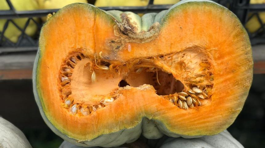 Lezzeti başka kabaklarda yok! T&uuml;rkiye'nin her yerinden almaya geliyorlar