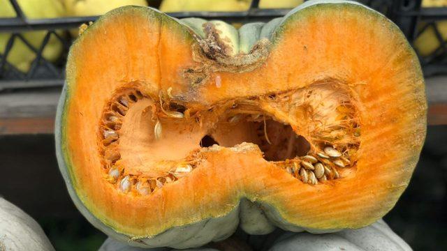 Lezzeti başka kabaklarda yok! Türkiye'nin her yerinden almaya geliyorlar