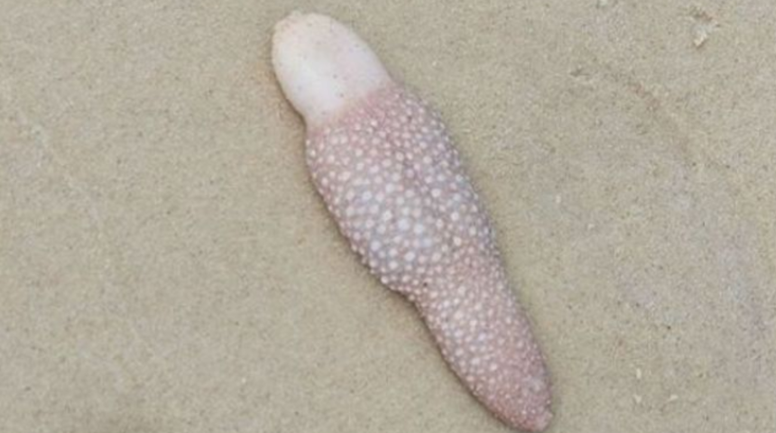 Kimse ne olduğunu anlamadı! Kıyaya vuran gizemli canlı...