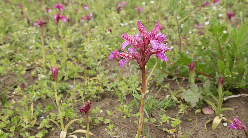 Salep soğanı nedir ve ne işe yarar? 