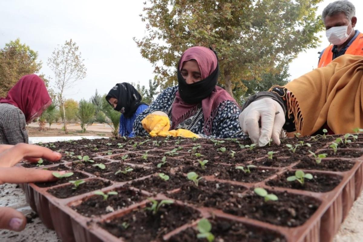 Şanlıurfa&rsquo;da &ccedil;i&ccedil;ek &uuml;retimi