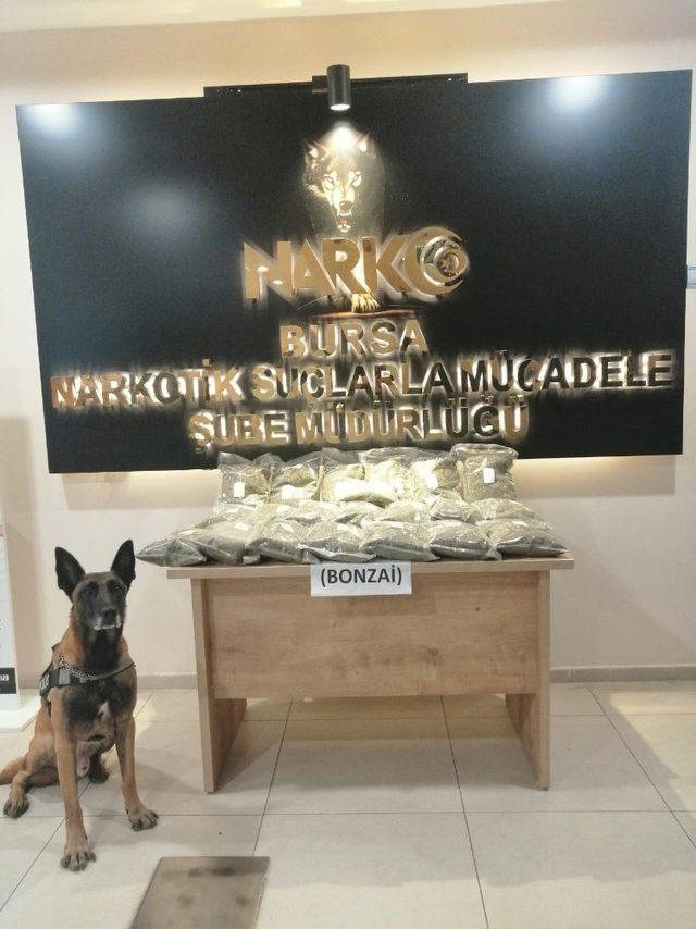 Bursa’da 10 kilo bonzai ele geçirildi