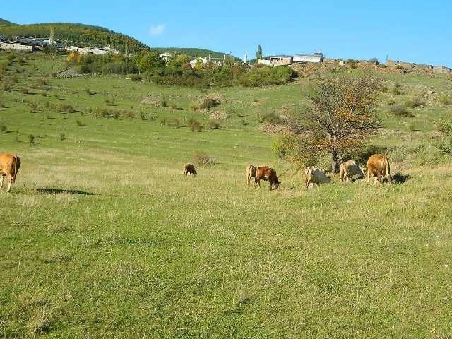 Şap hastalığı, hayvanları ve sahiplerini olumsuz etkiledi