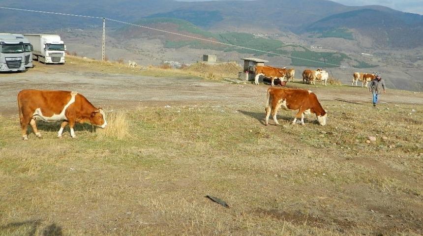 Şap hastalığı, hayvanları ve sahiplerini olumsuz etkiledi