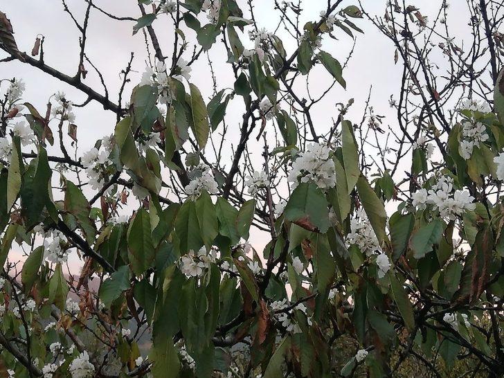 Bursa’da kiraz ağacı kasım ayında çiçek açtı G2