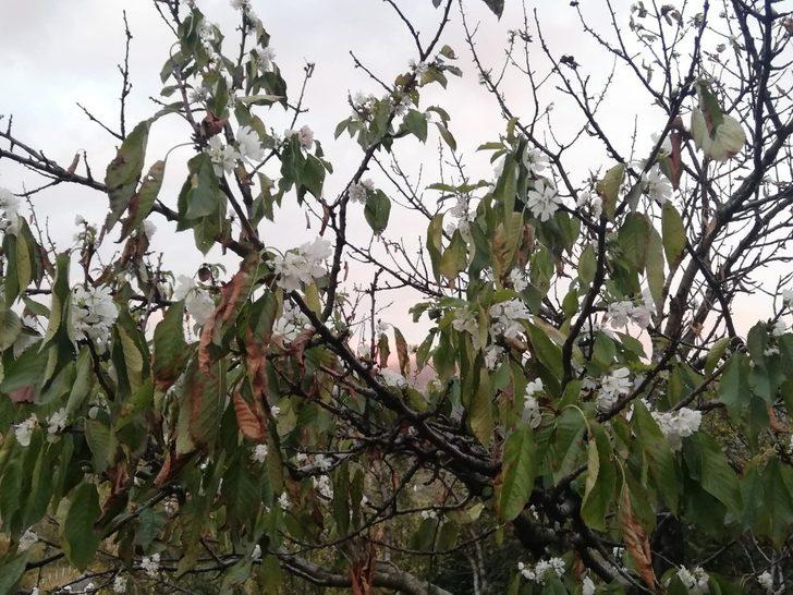 Bursa’da kiraz ağacı kasım ayında çiçek açtı G3