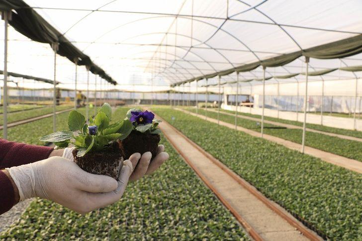 Büyükşehir kendi ürettiği çiçeklerle Aydın’ı renklendiriyor G1