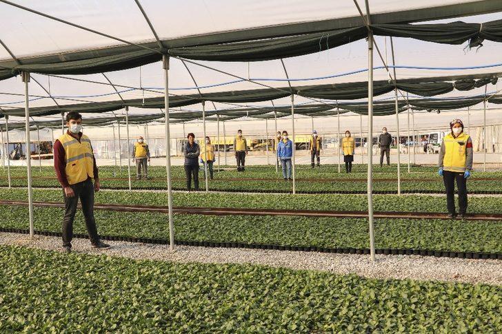 Büyükşehir kendi ürettiği çiçeklerle Aydın’ı renklendiriyor G2