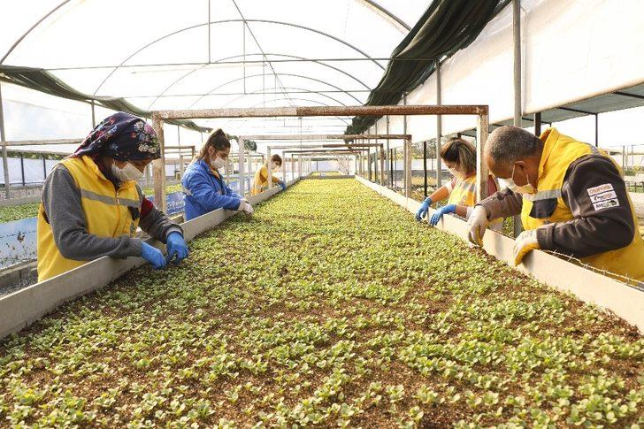 Büyükşehir kendi ürettiği çiçeklerle Aydın’ı renklendiriyor G3