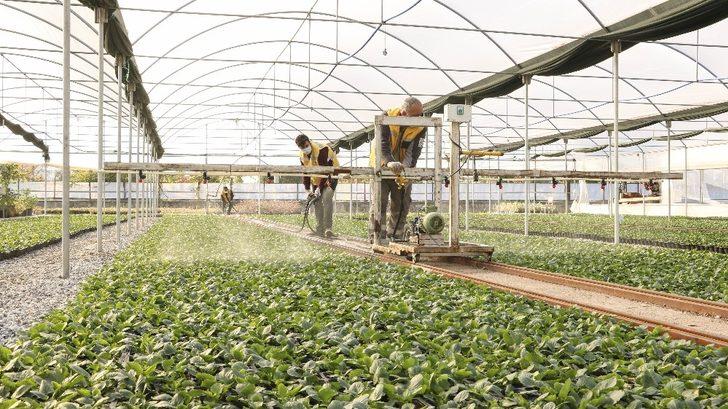 Büyükşehir kendi ürettiği çiçeklerle Aydın’ı renklendiriyor G4