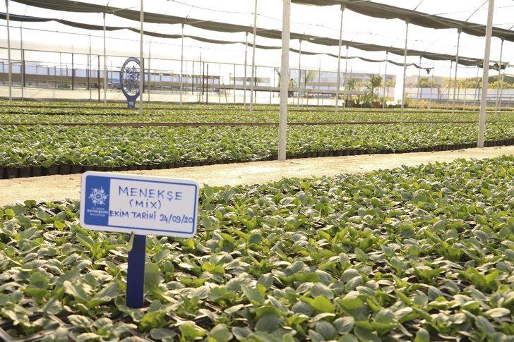 Büyükşehir kendi ürettiği çiçeklerle Aydın’ı renklendiriyor G5