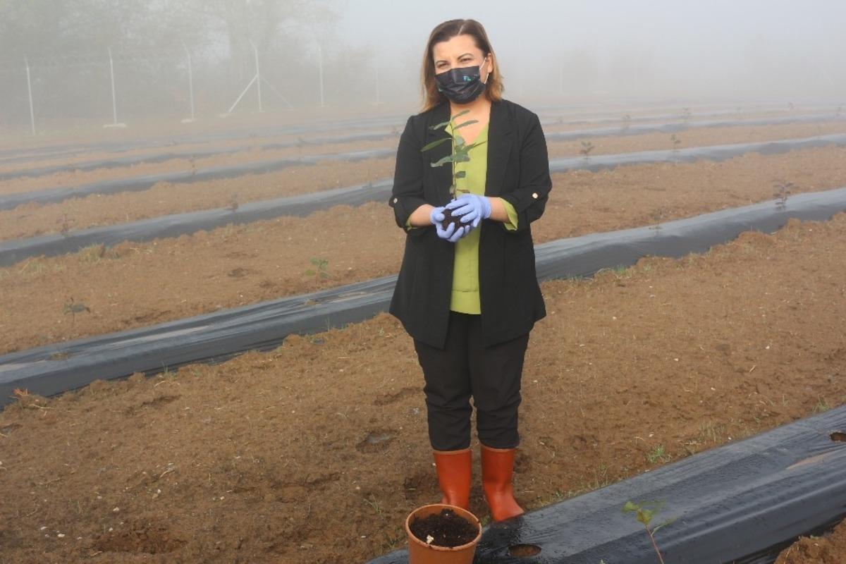 Kanserli h&uuml;crelerin d&uuml;şmanı, İzmit&rsquo;te oluşturulan bah&ccedil;ede yetişecek