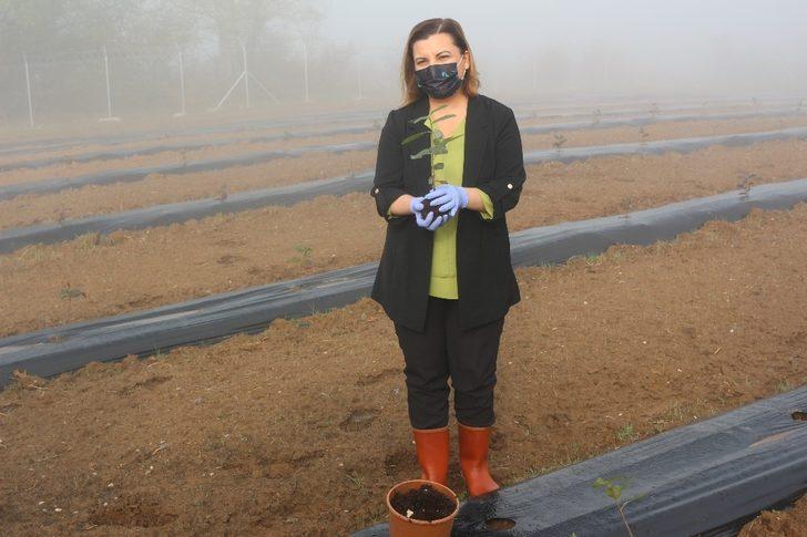Kanserli hücrelerin düşmanı, İzmit’te oluşturulan bahçede yetişecek G1