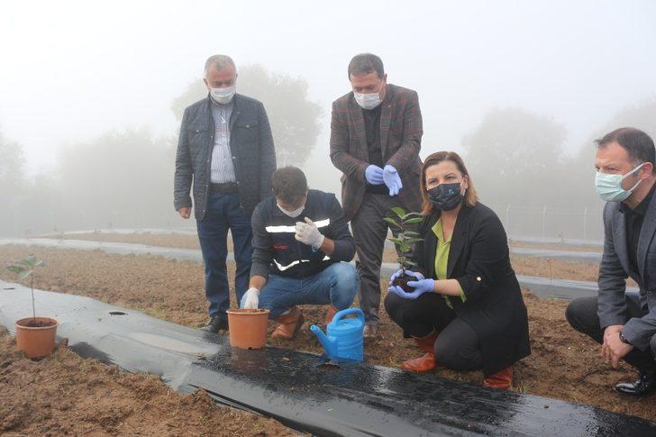 Kanserli hücrelerin düşmanı, İzmit’te oluşturulan bahçede yetişecek G2