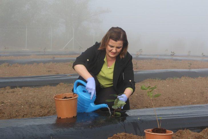 Kanserli hücrelerin düşmanı, İzmit’te oluşturulan bahçede yetişecek G3