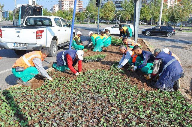 Diyarbakır Büyükşehir Belediyesi, kavşak ve refüjlere 1 milyon 250 bin çiçek dikecek