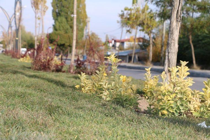 Erciş Belediyesinden çimlendirme çalışması G2