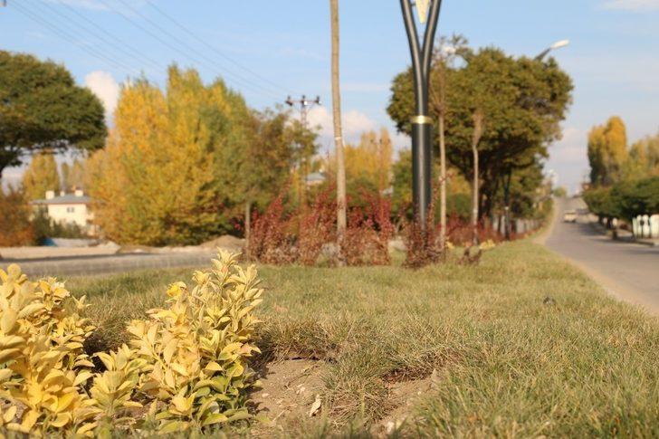 Erciş Belediyesinden çimlendirme çalışması G3