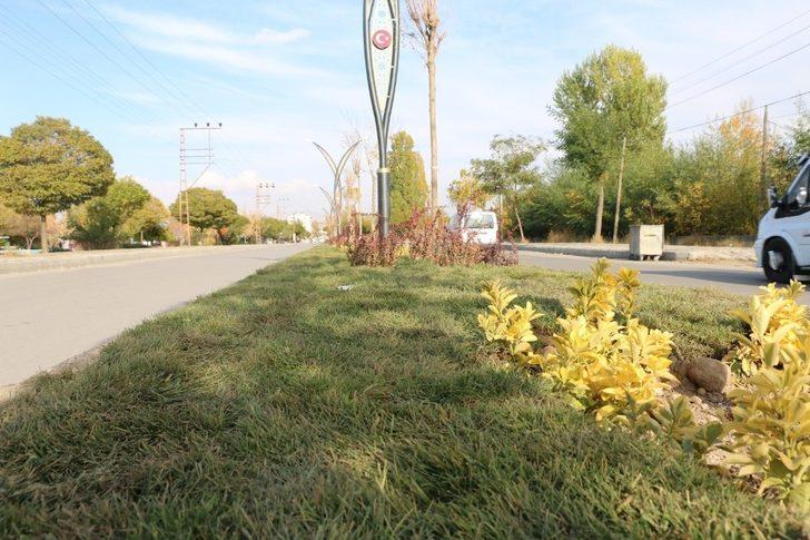 Erciş Belediyesinden çimlendirme çalışması G5