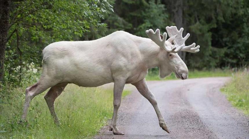 Beyaz Ren geyiğine nasıl kıydınız? Ülkede infial çıktı