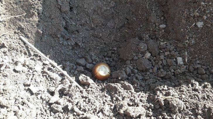 Köylerini ağaçlandırmak için meşe palamudu dikimine başladılar G3